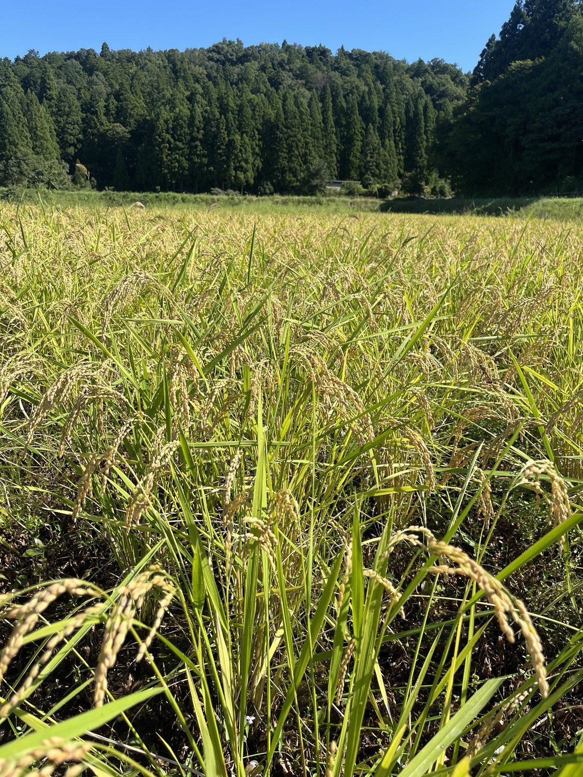 
            米 上市町産  大岩川の自然栽培米 亀の尾（白米）3kg [有吉自然農場] お米 コメ ご飯 ごはん 亀の尾 富山県産
          