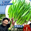 【ふるさと納税】【朝採れ旬野菜】 オクラ 約 1kg ＜パッパラパー農園＞ [CFI001] おくら 野菜 夏野菜 新鮮