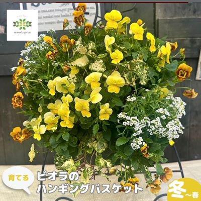 ふるさと納税 藤枝市 育てるパンジー・ビオラのハンギングバスケット寄せ植え