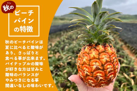 《2024年9月中旬～10月発送》最高糖度20度！？ 完熟の極 石垣島産パイナップル 秋のピーチパイン3個セット【 沖縄 石垣 八重山 ピーチ パイン パイナップル 期間限定 数量限定 秋 】TF-1