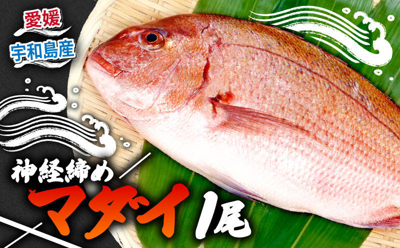 真鯛 1尾 宇和海産 神経締め こもこもShop 神経〆 まるごと 海の鯛陽 鯛 マダイ タイ 養殖 刺身 お刺身 お刺し身 刺し身 人気 鯛めし 鯛茶漬け 鯛しゃぶ 塩焼き 煮付け アレンジ 新鮮 冷蔵 国産 愛媛 宇和島 D013-186001