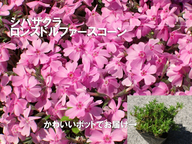 【ふるさと納税】シバザクラ　ロンスドルファースコーン10個 花 苗 植物 家庭菜園 花壇 プランター ガーデニング 芝桜（BS156）