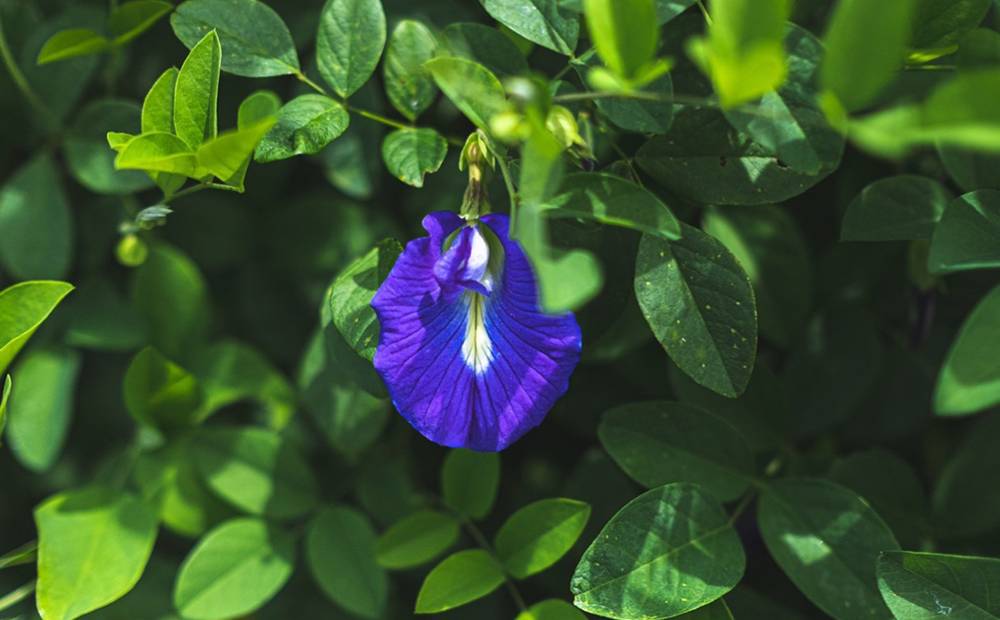 南の島恵み農園 色が変わる!!南の島恵み茶 3袋セット 24g(8g×3袋) 