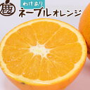 【ふるさと納税】＜2月より発送＞家庭用 ネーブルオレンジ 選べる内容量｜訳あり・わけあり【光センサー選別】 ※北海道・沖縄・離島への配送不可 ※2025年2月上旬～2月下旬頃に順次発送予定