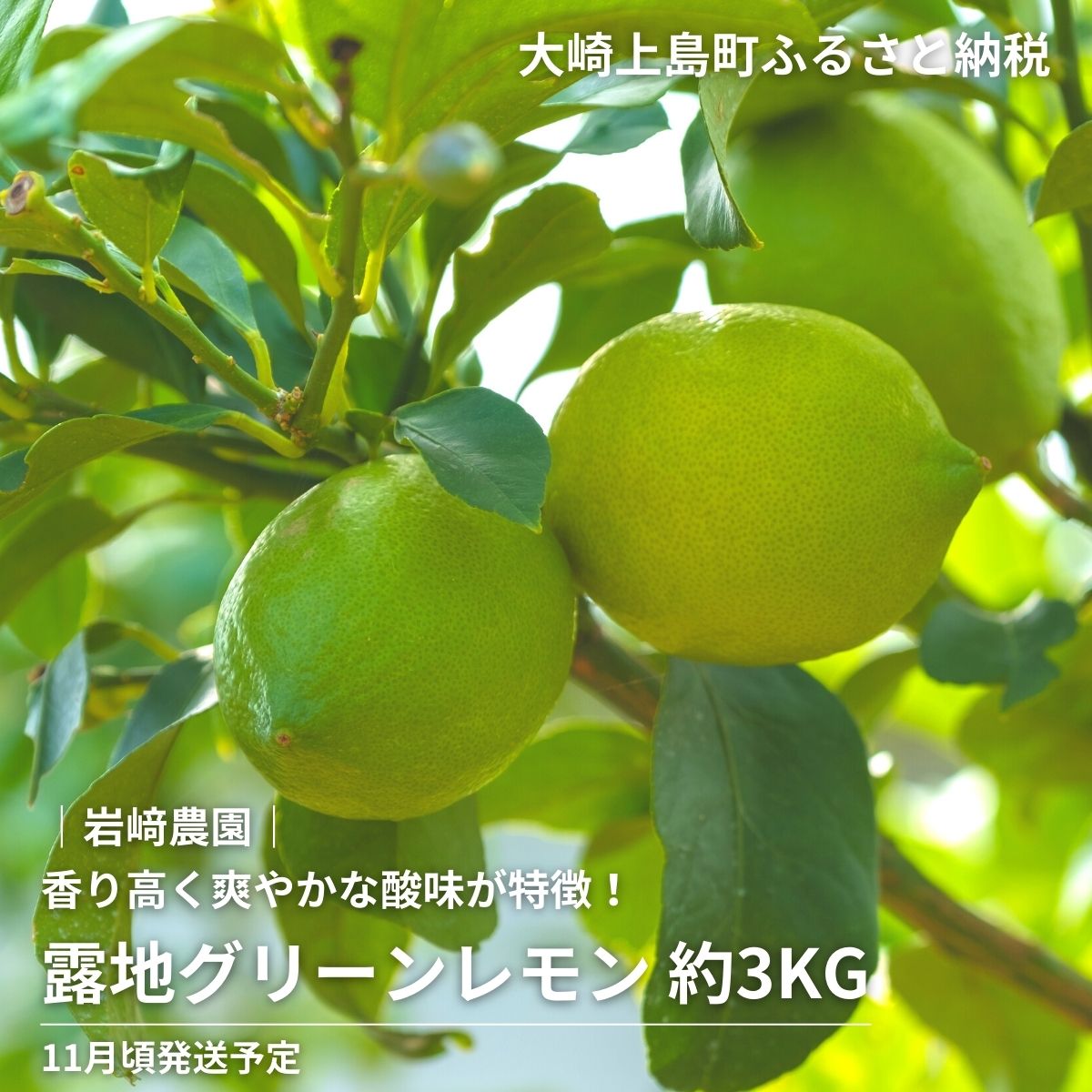 【ふるさと納税】予約 11月発送 岩崎農園 露地グリーンレモン 3kg/5kg 広島県 大崎上島町 瀬戸内 離島 国産 レモン 皮ごと 丸ごと 檸檬 送料無料