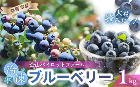 冷凍 ブルーベリー 1kg 急速冷凍 ブルーベリー フルーツ 果物 くだもの スムージー ジャム 朝食 デザート 特産品 人気 国産 旬 ブルーベリー 金山パイロットファーム 三重県 熊野市【knpr0009】