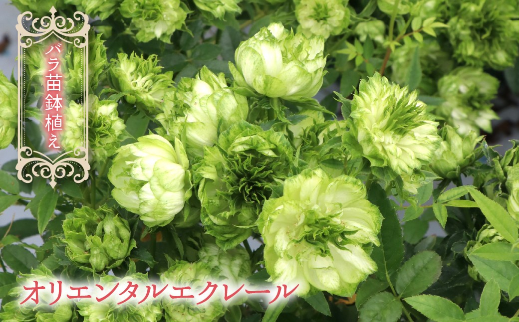 
                  バラ苗鉢植え「オリエンタルエクレール」057-051
                