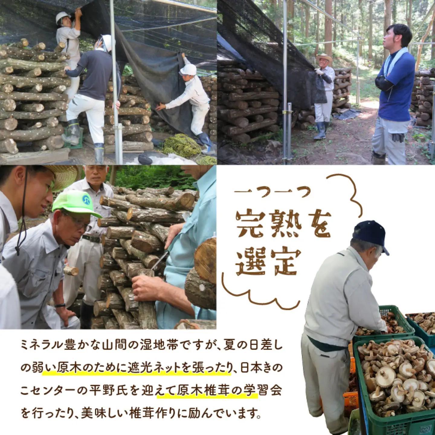 鯖江市産 原木乾燥椎茸「越のてまり」 （大・中サイズ）3パック &（小サイズ）2パック　計5パック　野菜　きのこ