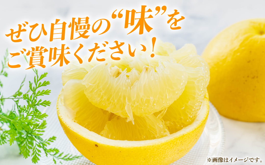 【先行予約】八代特産 晩白柚　秀Lサイズ 2玉 ばんぺいゆ 柑橘 果物 くだもの フルーツ 特産品 熊本県 八代市【2026年12月上旬より順次発送】