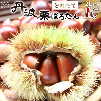 ふるさと納税 京丹波町 京丹波町岩崎農園の「ぽろたん」1kg　とれたて栗　京丹波町産 丹波栗