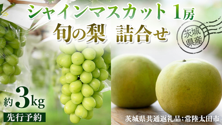 【 先行予約 】茨城県産 シャインマスカット1房と旬の梨詰め合わせ 約 3kg ( 茨城県共通返礼品 : 常陸太田市 )【 2026年 9月中旬頃より発送 】