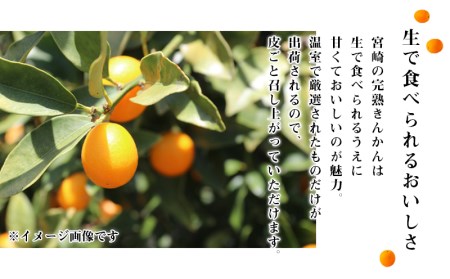 《2025年発送先行予約》【期間・数量限定】完熟きんかんたまたま 3kg 果物 フルーツ きんかん 