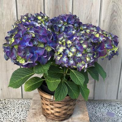 ふるさと納税 南相馬市 【2026年 先行予約】アジサイ ラグーン 5号 青系 | 紫陽花 あじさい ギフト 花苗 根本園芸