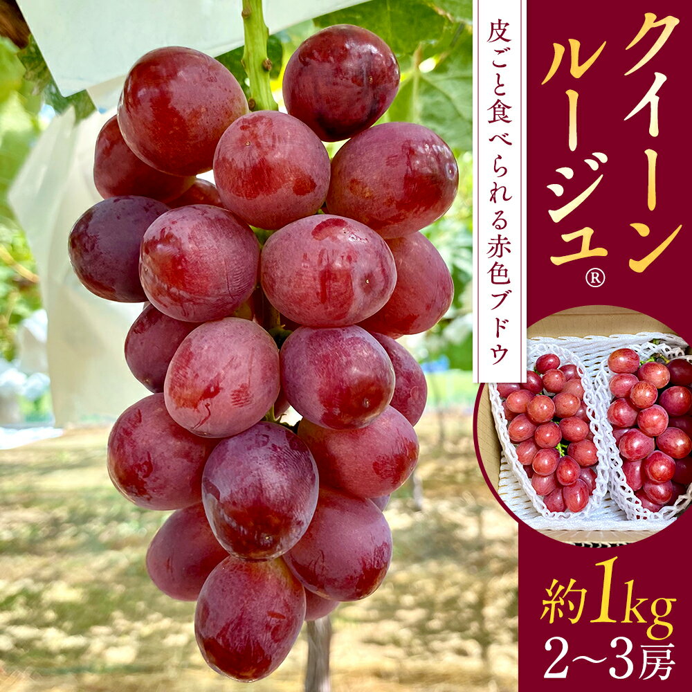 【ふるさと納税】クイーンルージュ(約1kg、2～3房) | 果物 フルーツ ぶどう ブドウ 葡萄 クイーンルージュ ふるさと 信州 長野県 長野 立科町