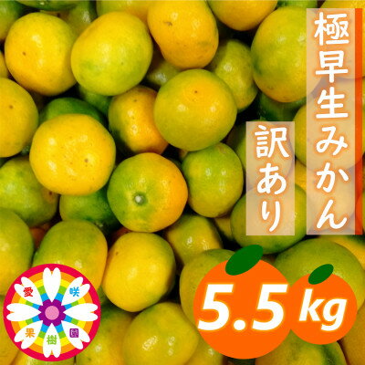 【ふるさと納税】「 極早生 みかん 」訳あり約5.5kg《 愛咲果樹園 》【A71-24】【1616825】