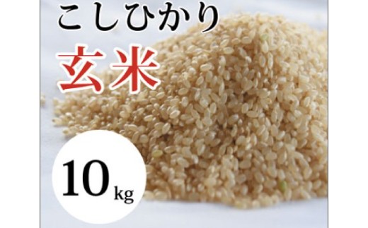 
                  大山の一粒　玄米 10kg
                