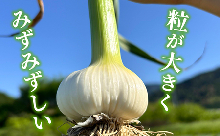 ＜西予市産 朝霧にんにく（乾燥小袋）1袋20g入り 15袋セット＞ 国産 ニンニク 小分け 15袋 セット 愛媛県産 野菜 やさい ドライ 大粒 ストック 薬味 特産品 ノムランド 愛媛県 西予市【常