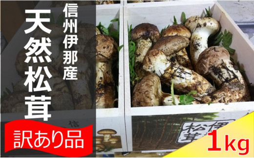 松茸 信州 伊那 の 松茸 1kg （訳あり品につきご家庭用です）❘ 松茸 まつたけ マツタケ 長野県 伊那市 松茸名人 自然 訳あり ご家庭用 【340-04】