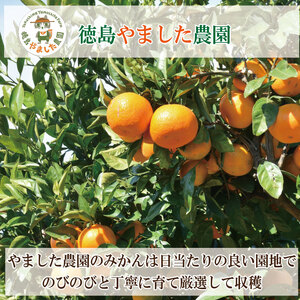 【2025年10月順次発送】 温州みかん 5kg  みかん 温州みかん 完熟 柑橘 果物 フルーツ 国産 新鮮 徳島 小松島【北海道、東北、離島、沖縄配送不可】