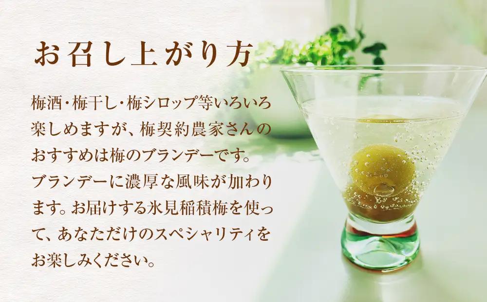 【先行受付】氷見稲積梅 生梅 梅MIX サイズいろいろ ＜2026年6月下旬発送予定＞ 富山県 氷見市 梅  青梅 うめ 手作り 梅干し 梅干 梅シロップ 梅酒づくり 梅仕事