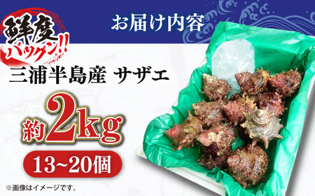 三浦半島 サザエ 中サイズ 約2kg 13~20個   [AKAJ005]サザエ