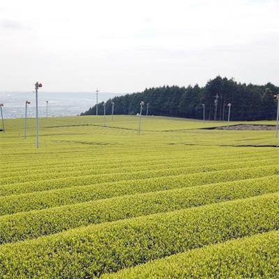 ふるさと納税 島田市 ハラダ製茶 静岡産粉末茶 40g×10袋 |  | 02