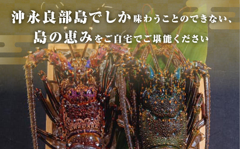 沖永良部島直送！素潜り漁師オススメの冷凍伊勢海老 約2kg（3〜7匹）！　W030-011u