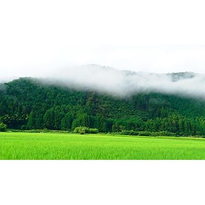 ふるさと納税 四万十町 7年産樽井商店の仁井田米　味くらべセット精米2kg×3種類 |  | 02