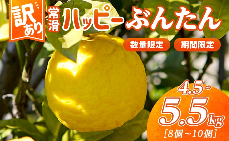 
            【訳あり】常滑ハッピーぶんたん 果物 フルーツ 柑橘 文旦 ブンタン みかん 訳あり ご家庭用 数量限定 愛知県 常滑市 知多半島
          