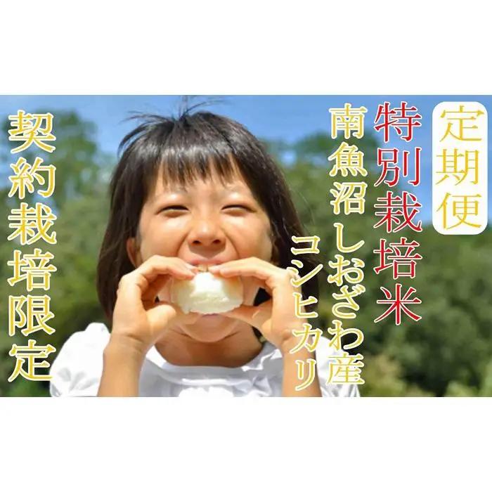 【令和7年産】※定期便：5Kg×12ヶ月※特別栽培 生産者限定  南魚沼しおざわ産コシヒカリ【定期便 銘柄米 ブランド米 精米 こしひかり コシヒカリ 魚沼産 新潟米 産地直送 お米 米 こめ コメ 