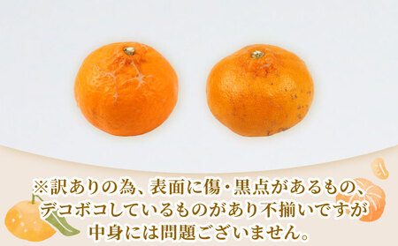 訳あり せとか 矢野青果 5 kg 先行予約 サイズ 不揃い みかん 高級柑橘 柑橘の 大トロ 愛媛ミカン 愛媛蜜柑 mikan 柑橘 果物 くだもの フルーツ 高級 ブランド 濃厚 甘い 甘味 蜜柑