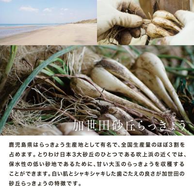 ふるさと納税 南さつま市 ◆先行受付:5月中旬発送開始◆加世田砂丘らっきょう 約10kg【鹿児島県南さつま市産】 |  | 01