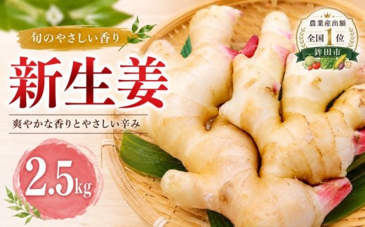 新生姜 2.5kg しょうが 新しょうが 生姜 ショウガ 国産 野菜 やさい 旬 生姜焼き しょうがやき ジンジャー ジンジャーエール 甘酢 ガリ 薬味 冷奴 料理 そうめん うどん スープ しょうが湯 産地直送 新鮮 茨城県 鉾田市 橋本食品株式会社