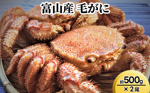 富山産　毛がに約500g×2尾