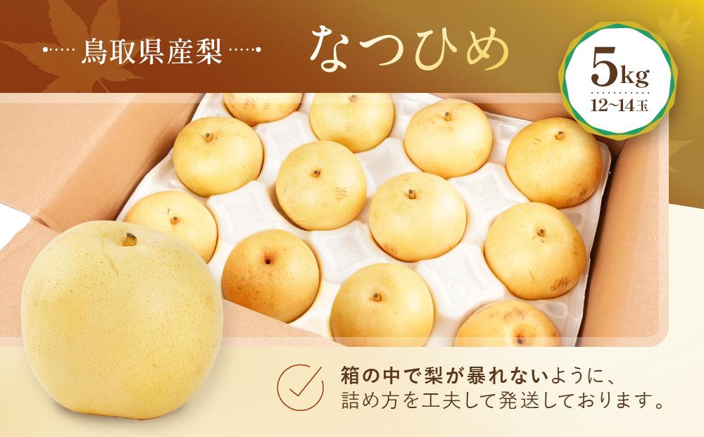 【先行予約】数量限定 鳥取県産梨 なつひめ 5kg（12～14玉）