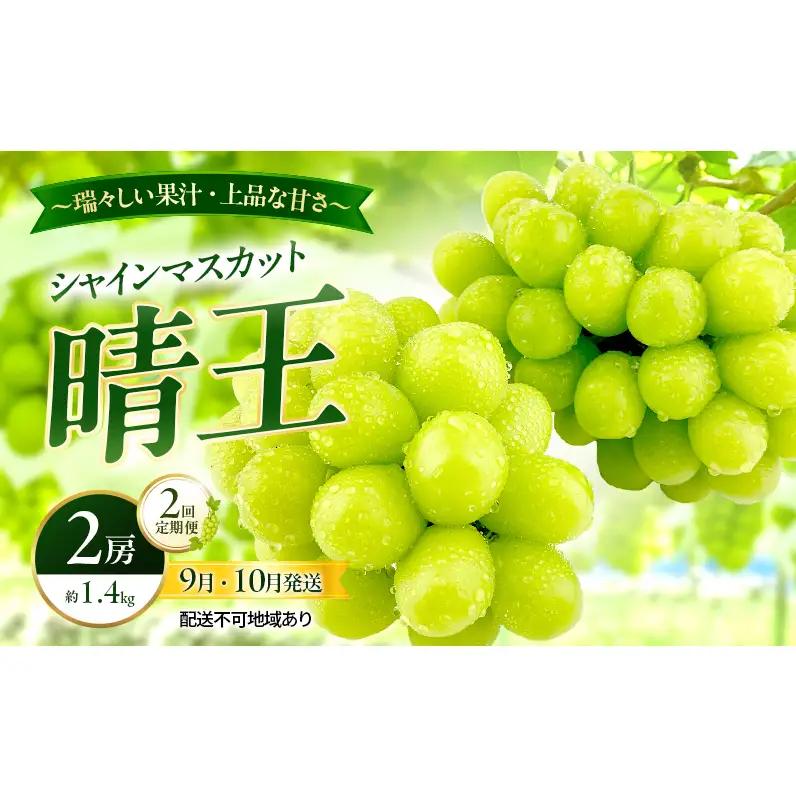 ぶどう 2026年 先行予約 定期便 シャインマスカット 晴王 2房 約1.4kg 9月・10月 2回発送 岡山県産 シャインマスカット