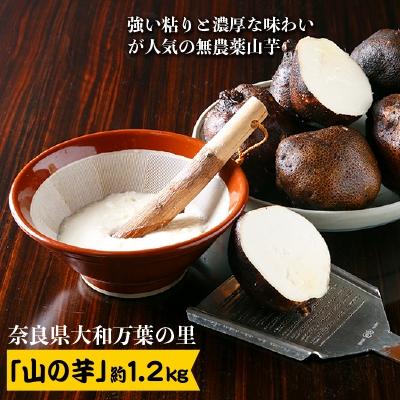 ふるさと納税 天理市 大和万葉の里「山の芋」　約1.2kg
