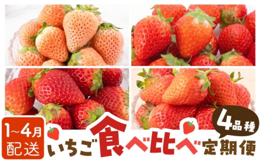 【先行予約 2027年1月～発送】【4回定期便】いちご 4品種 食べ比べ 白いちご など 希少品種 も！【岸川農園】 いちご 苺 イチゴ いちごさん よつぼし あわゆき 淡雪 さがほのか フルーツ 果物 国産 佐賀県産 白石町[IAP011]