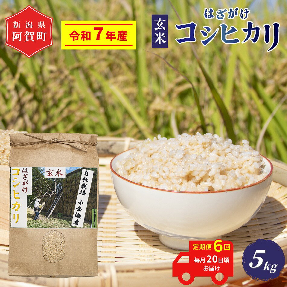 【ふるさと納税】 《予約》 ＜定期便6回＞ 玄米 5kg 新潟県産 コシヒカリ はざ掛け 天日干し 令和7年産 越後奥阿賀産 | 小会瀬 はざがけ こしひかり 一等米 送料無料 お取り寄せ お米 ※2025年10月下旬頃より順次発送