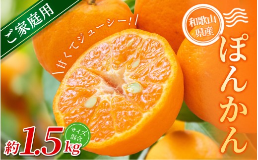 【訳あり・ご家庭用】 森本農園の手選別 ポンカン 約1.5kg 和歌山県産 サイズ混合 【北海道・沖縄・離島配送不可】【2027年1月上旬～2月上旬頃に順次発送】【RN11】