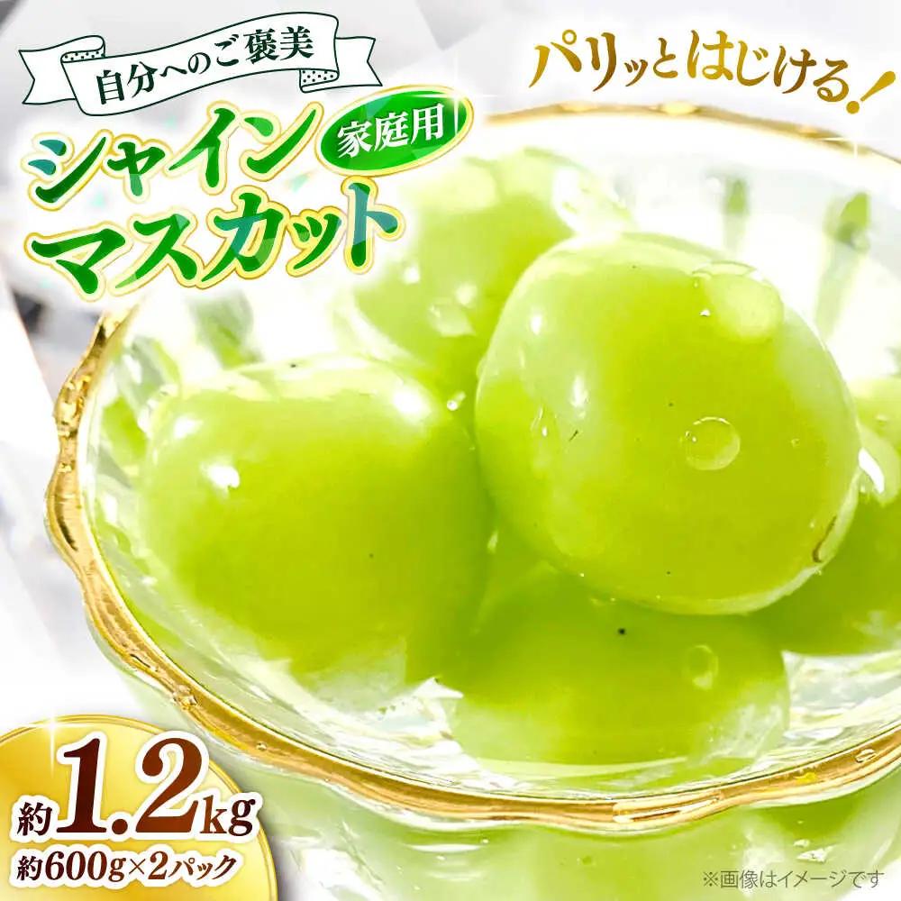 シャインマスカット 約1.2kg [APCM005] シャインマスカット