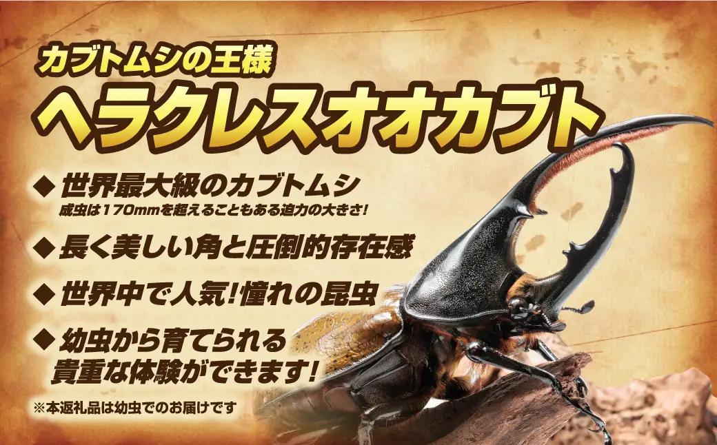 ヘラクレスオオカブト 幼虫 1匹 オス 3令初期～中期 自由研究  福島県 田村市 ムシムシランド