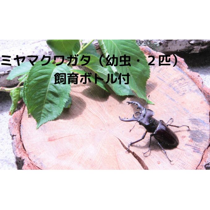 【配送期間は2026年1月下旬～4月上旬に随時配送】ミヤマクワガタ（幼虫・2匹）飼育ボトル付 生き物 昆虫 男の子 子供 飼育観察 大型 夏休み 自由研究 自然 環境 学習 孫 プレゼント 
