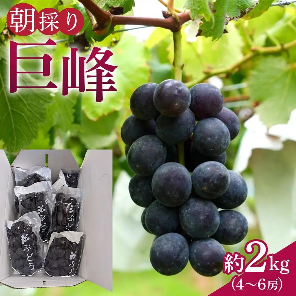 【先行予約】朝採り 巨峰 約2kg (4～6房) 有田巨峰村 大南農園　| ぶどう 巨峰 ぶどう【2026年8月中旬頃より順次発送】