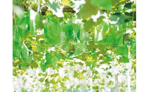 【2027年先行予約】 厳選 岡山県産 シャインマスカット 1.5kg以上 2～3房 / 産地直送 朝採れ ぶどう 葡萄 先行予約 フルーツ 真庭市 【kgftmt002-03】
