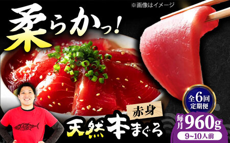 【全6回定期便】たね熟天然本まぐろ赤身(960g)[AOCE020]まぐろ まぐろ まぐろ まぐろ まぐろ まぐろ