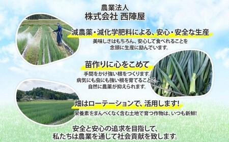 九条ねぎ 2mm 輪切りカット 3kg 京のおねぎはん ｜ 京野菜 京都府産 輪切り 葱 ネギ ラーメン うどん 味噌汁 時短 お手軽 カット済 野菜 業務用 常備菜 熨斗 のし 対応（名入れ不可）送