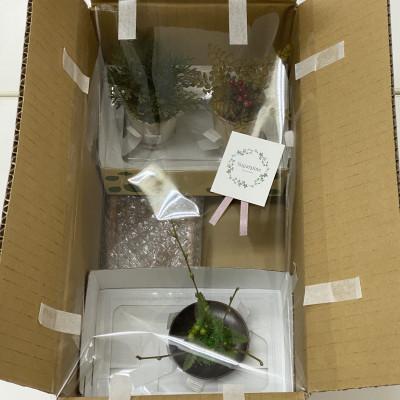 ふるさと納税 春日部市 プリザーブドフラワーアレンジ【ミニ盆栽・ミニ観葉植物 計3個セット】春日部市 シュガーパイン |  | 03