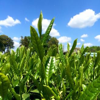 匠の技　「さしま茶」産地元詰 2kg （500g×4本） | お茶 2キロ 小分け 大容量 茶 緑茶 茶葉 日本茶 煎茶 さしま茶 猿島茶 詰合せ 取り寄せ お取り寄せ 老舗 お中元 ギフト 贈答 贈り物 プレゼント 茨城県 古河市 直送 農家直送 産地直送 送料無料 _BM01