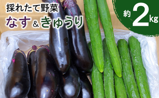 
新鮮野菜 ナス きゅうり 詰め合わせ 約 2kg セット【1285】
